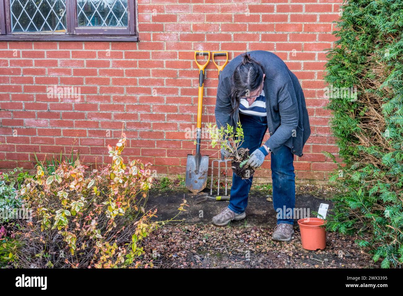 Woman planting Osmanthus heterophyllus 'Goshiki' shrub in garden. Stock Photo