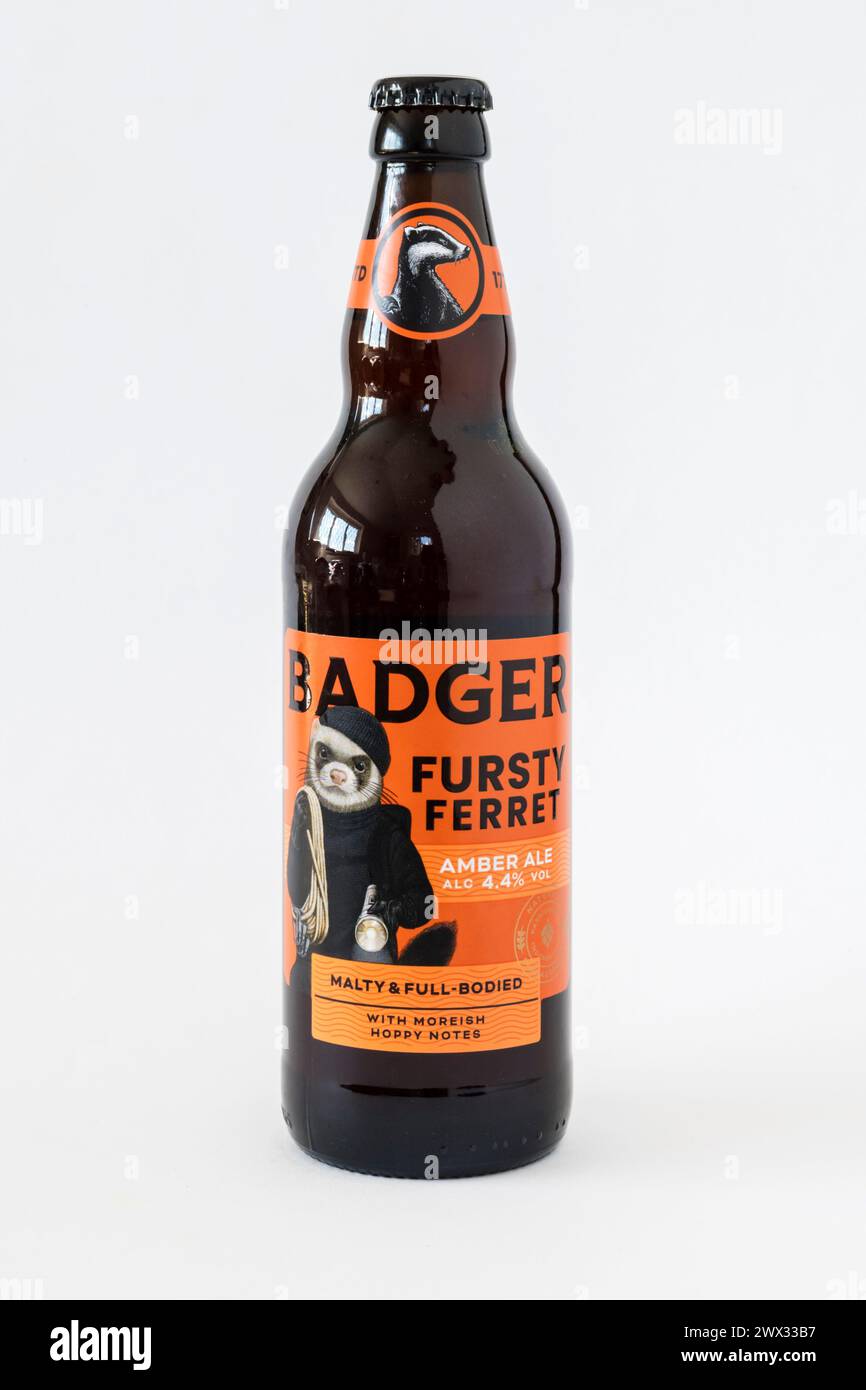 Fursty Ferret is a bottled amber ale by the Badger Brewery. Described as malty and full-bodied, with moreish hoppy notes. Strength of 4.1%-4.4% ABV. Stock Photo