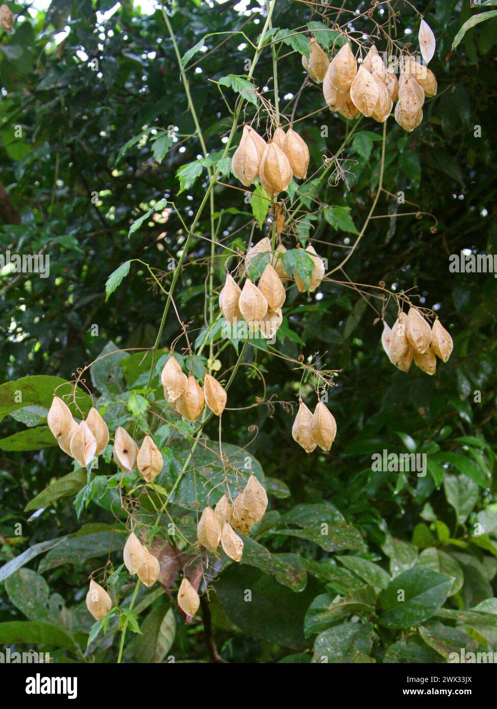 Showy Balloonvine, Heart Pea or Heart Seed, Cardiospermum grandiflorum, Sapindaceae. Costa Rica. Tropical herbaceous vine with cased fruit pods. Stock Photo
