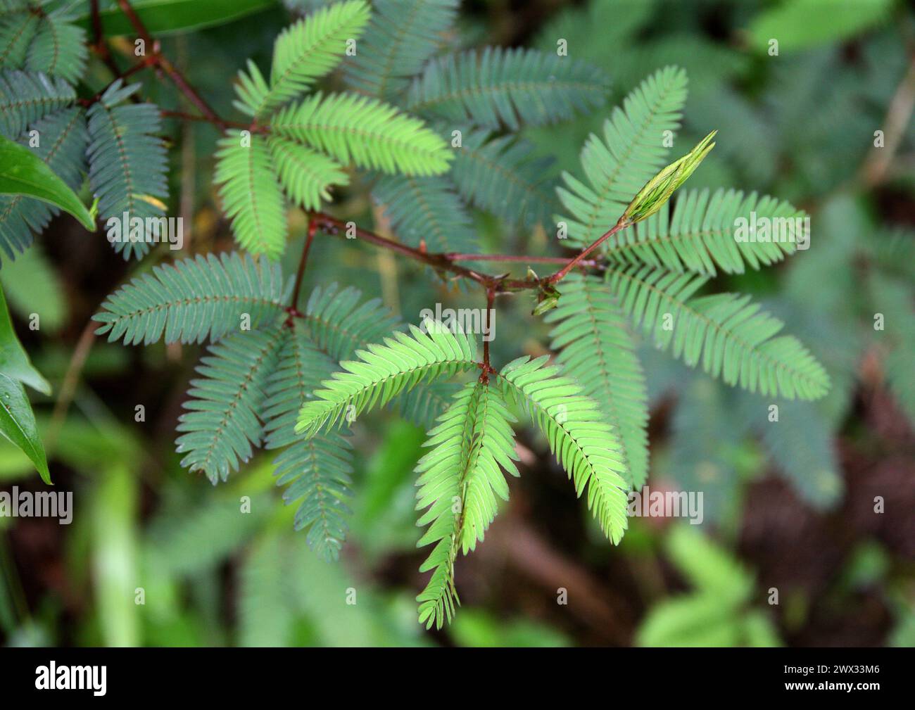 Sensitive plant, Sleepy plant, Action plant, Dormilones, Touch-me-not, Shameplant, Zombie plant, or Shy plant, Mimosa pudica, Fabaceae. Costa Rica. Mi Stock Photo