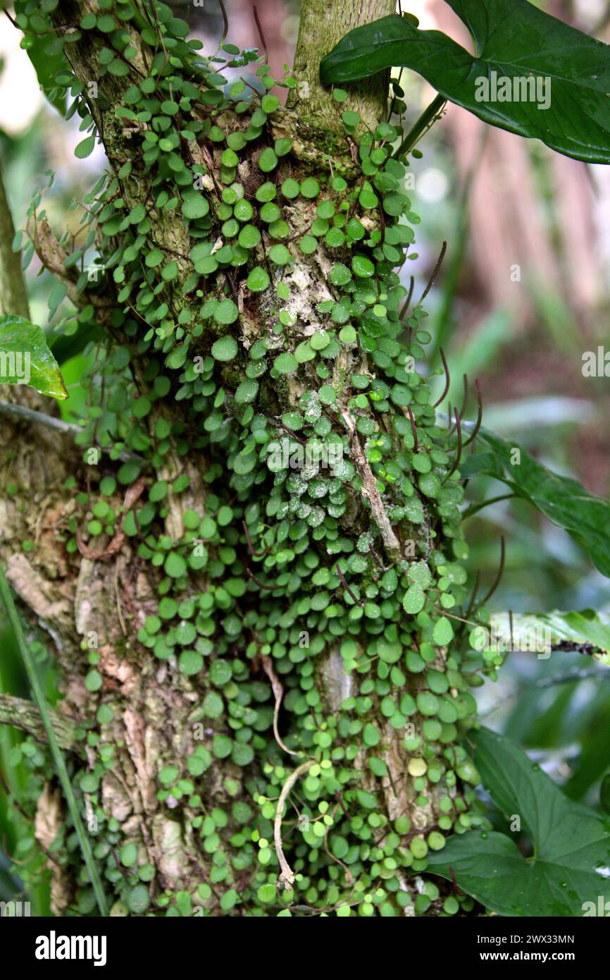 Creeping Buttons, Peperomia rotundifolia, Piperaceae. Costa Rica. Climbing vine with small circular round leaves, tropical Central America. Peperomia Stock Photo