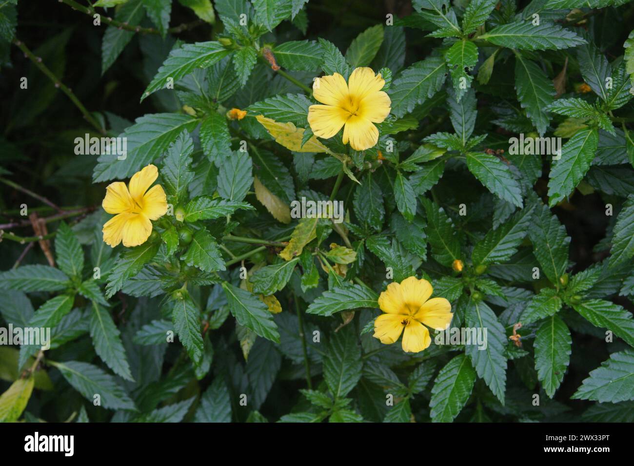 Yellow Alder or Ramgoat Dashalong, Turnera ulmifolia, Passifloraceae.  Costa Rica. Native to Mexico and the West Indies. Stock Photo