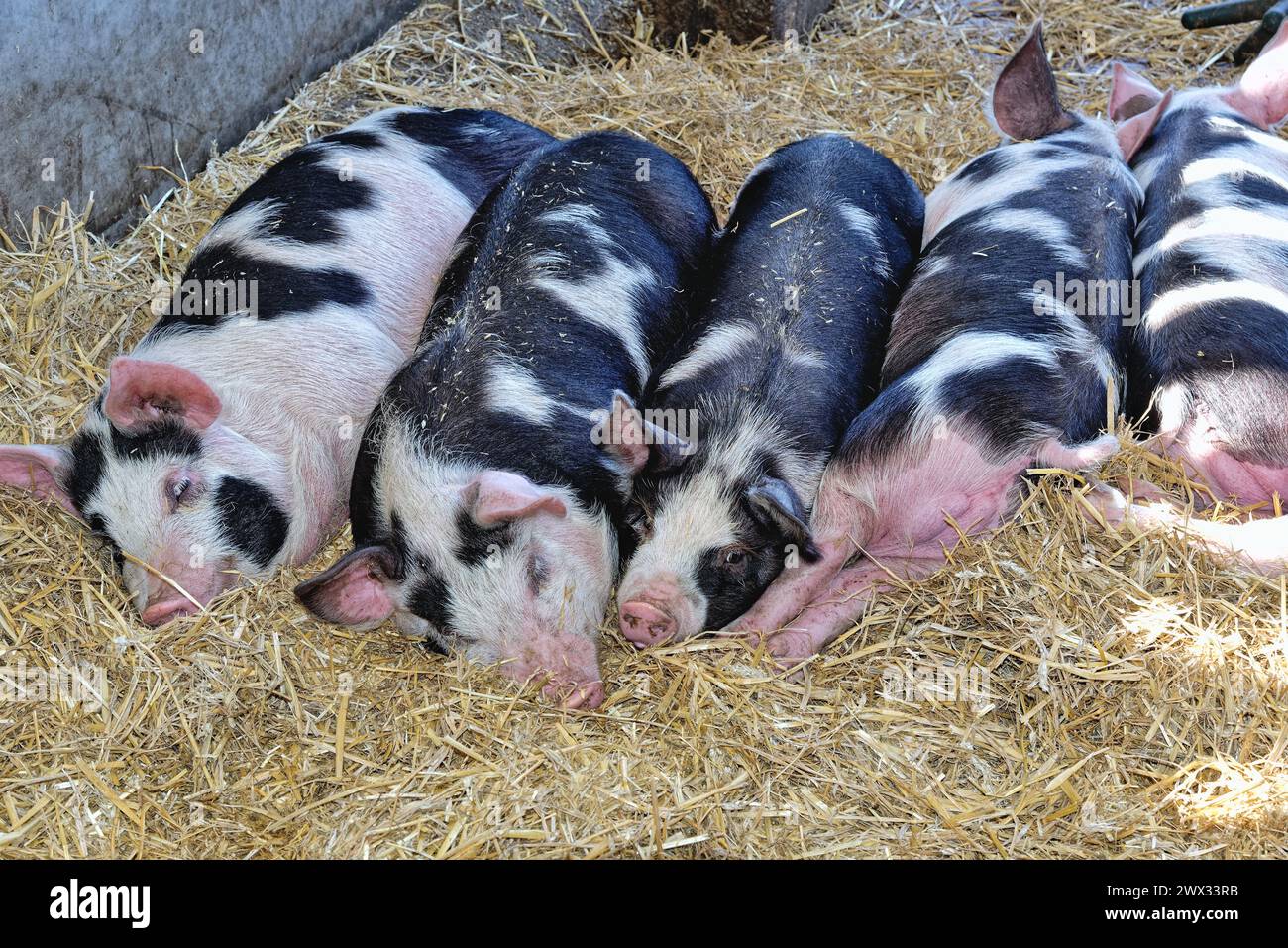 Five Gloucester Old Spot pigs sleeping in a row in pigsty, England Stock Photo
