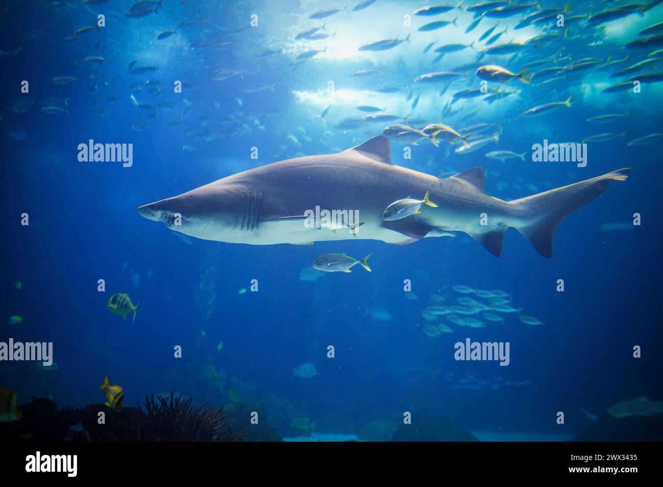 Sand tiger shark Carcharias taurus an horse eye jacks Stock Photo - Alamy