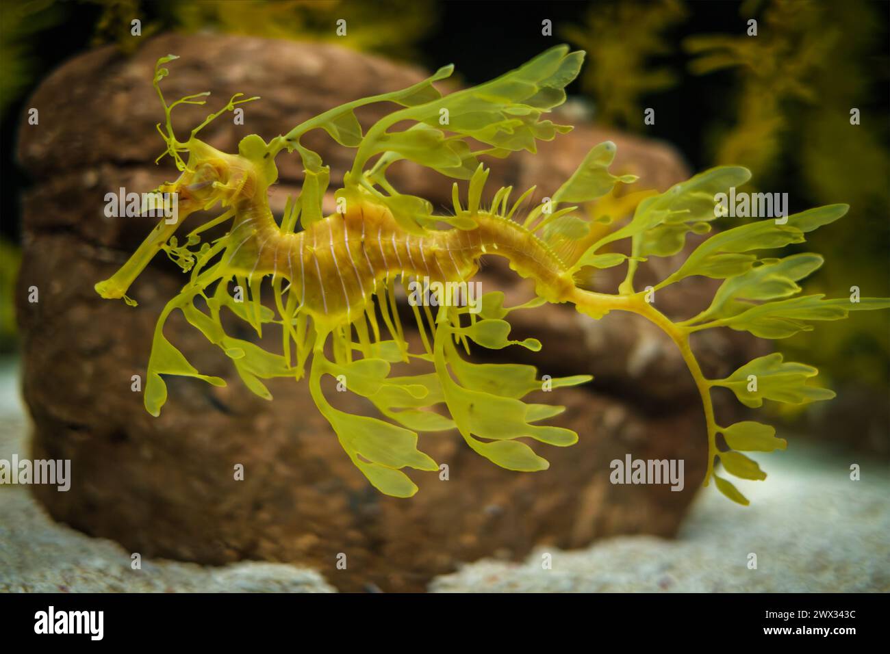 Leafy Seadragon Phycodurus eques fish underwater Stock Photo