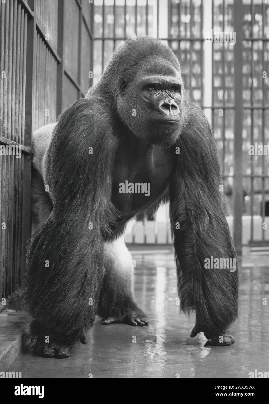 Dallas Zoo with Silverback Gorilla in cage 1972 Stock Photo - Alamy