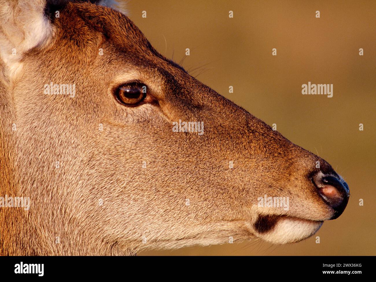 Red Deer (Cervus elaphus) close view of hind / female in late afternoon autumn sunlight, Inverness-shire, Scotland, October 1999 Stock Photo