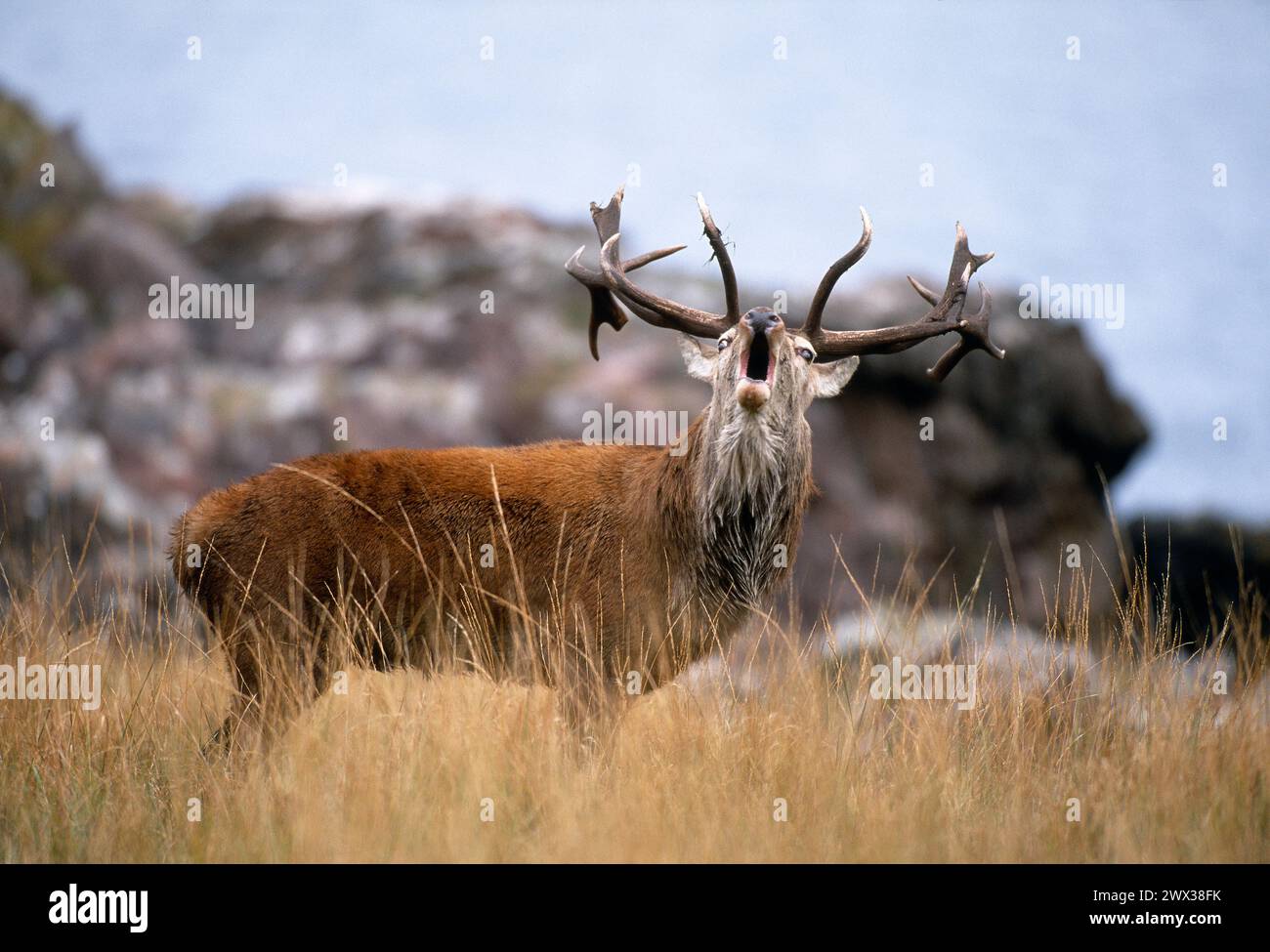 Red Deer (Cervus elaphus) stag roaring in rutting season, Kilmory Bay study area on the Isle of Rum National Nature Reserve, Inner Hebrides, Scotland, Stock Photo