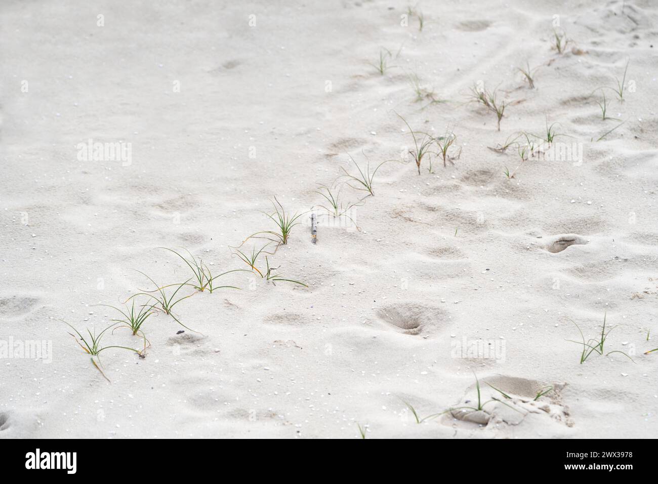 Sand sedge (Carex arenaria), young runner on the sand of a dune, Zeeland, Netherlands Stock Photo