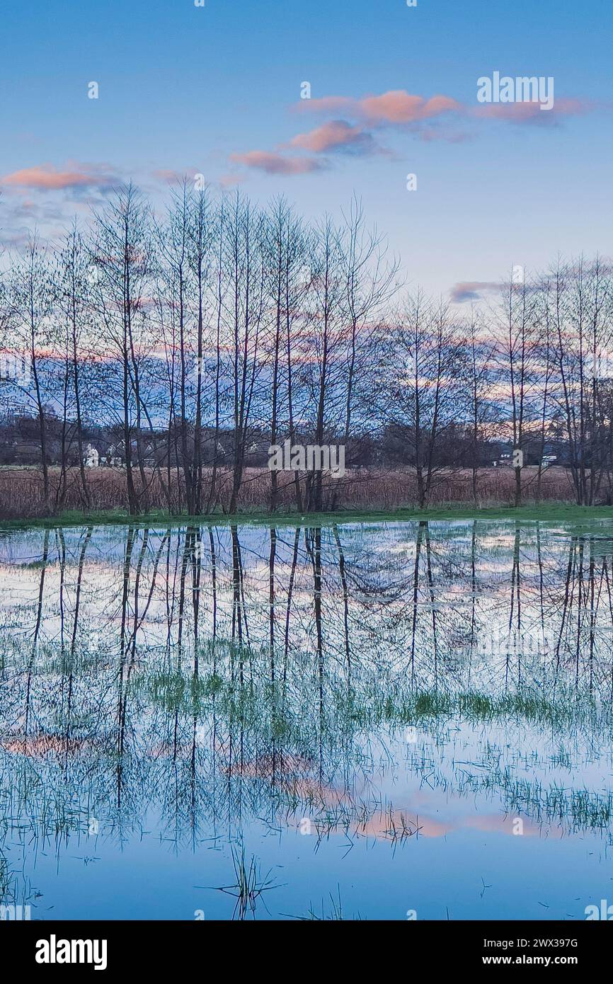 Flooded meadow with tree and sky reflections, flood, heavy rain, climate, climate change, rain, weather, nature, force of nature, rainy season Stock Photo