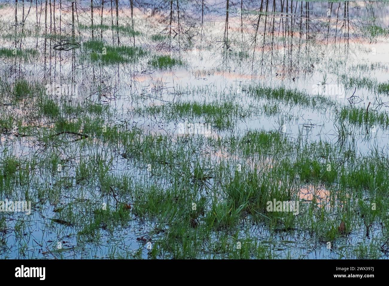 Flooded meadow with tree and sky reflections, flood, heavy rain, climate, climate change, rain, weather, nature, force of nature, rainy season Stock Photo