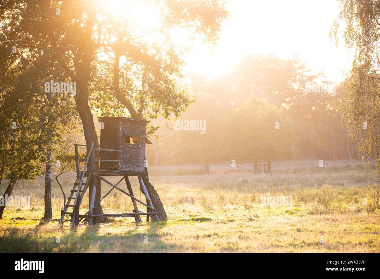 High seat in the light of the evening sun, at the edge of a forest in a meadow, Lower Rhine, Germany Stock Photo