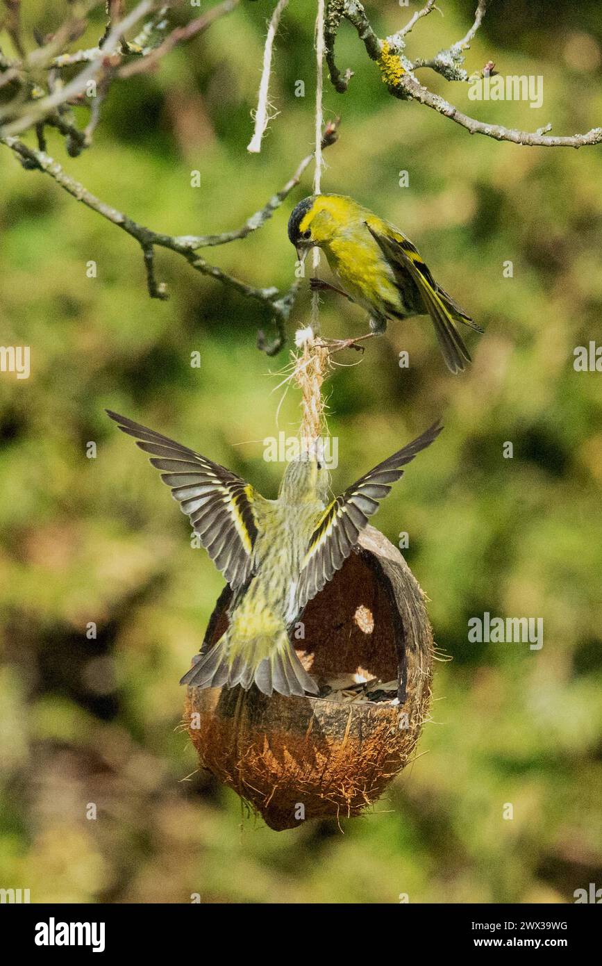 Siskin two birds with open wings standing on feeding dish on top of each other looking threateningly at each other Stock Photo