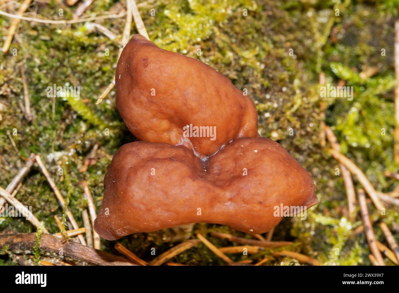 Spring lobelia maroon brain-like fruiting body in green moss Stock Photo