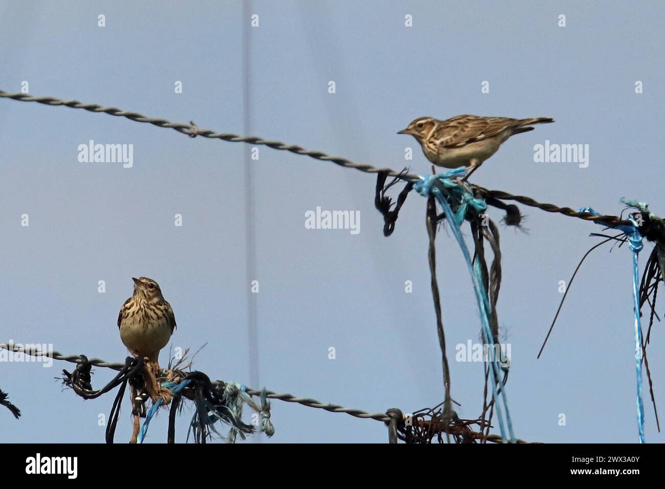 Woodlark two birds standing next to each other on hop wire looking ...