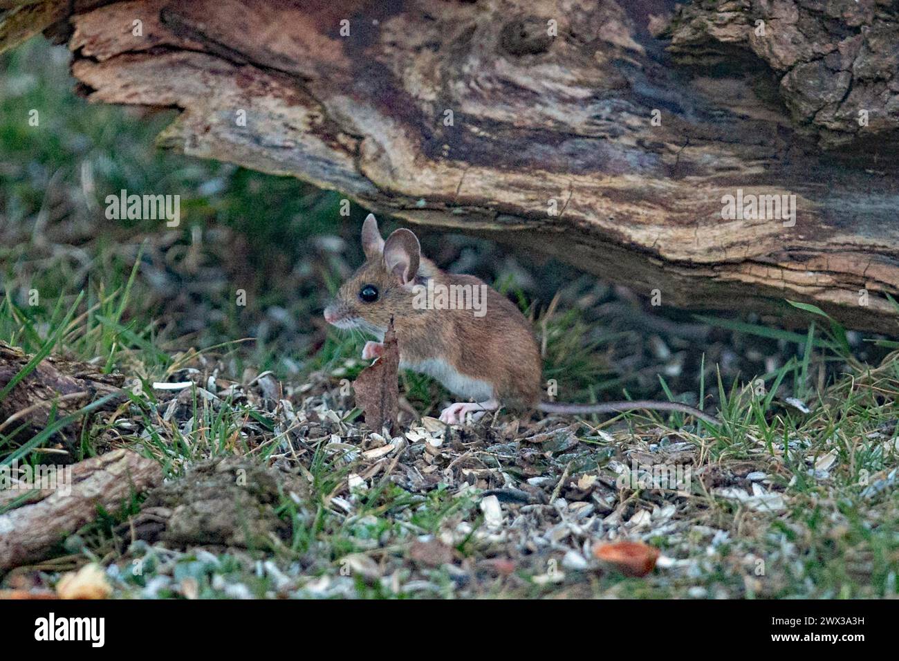 Wood mouse standing in green grass in front of tree trunk, looking left Stock Photo