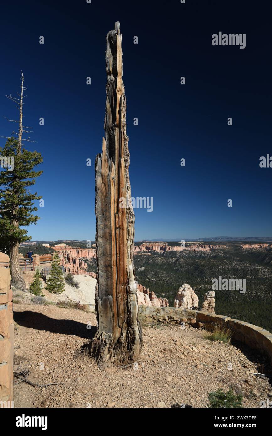 Tree In Bryce Canyon Stock Photo - Alamy