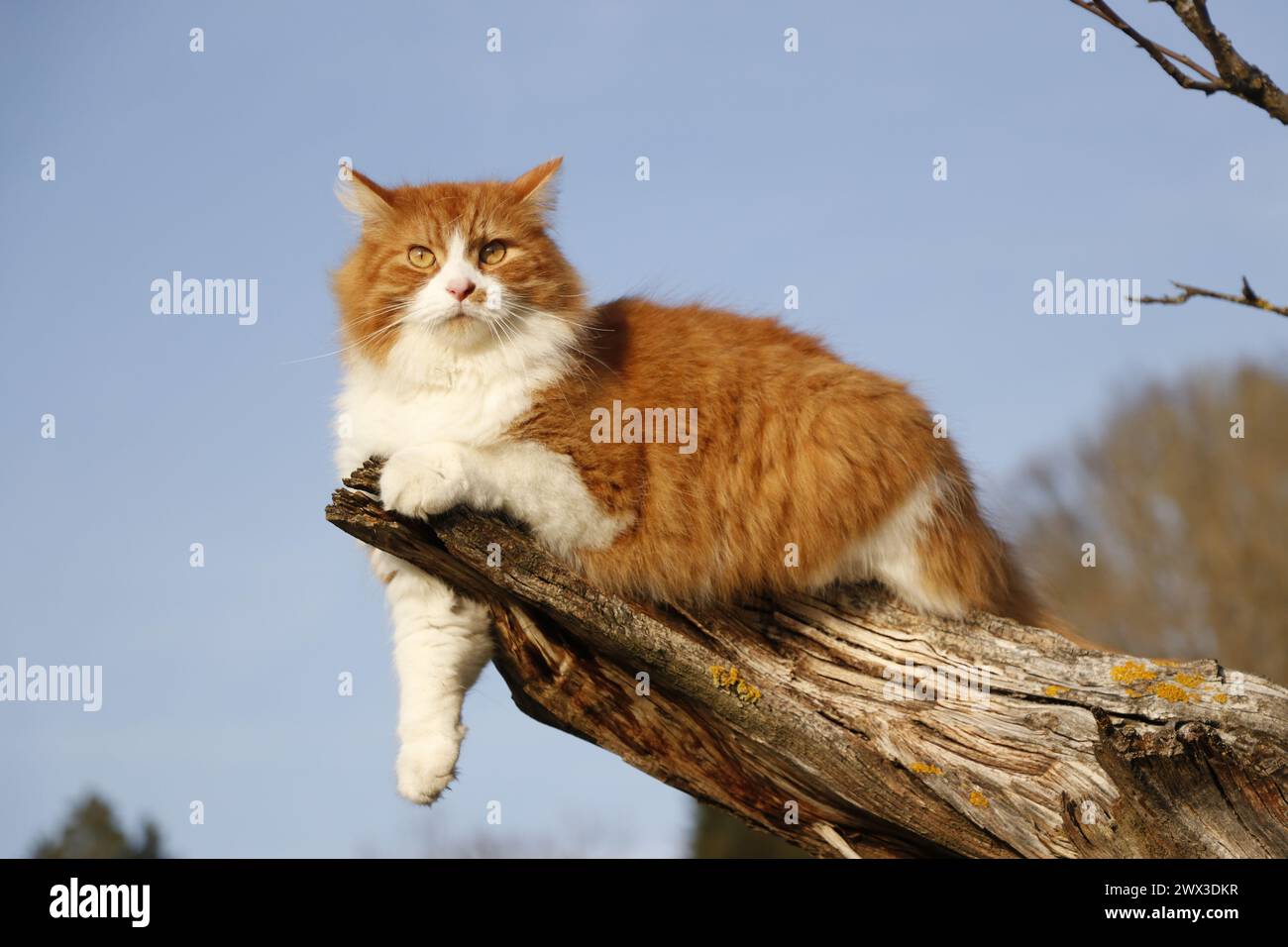 red and white long furred cat lying on a dead tree branch Stock Photo ...