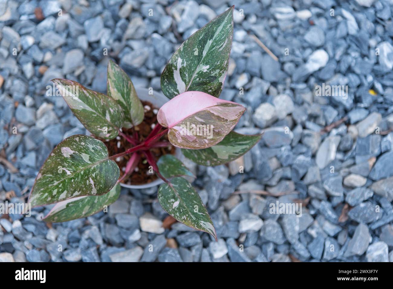 winter jasmine plant Winter Jasmine For Sale main image 0