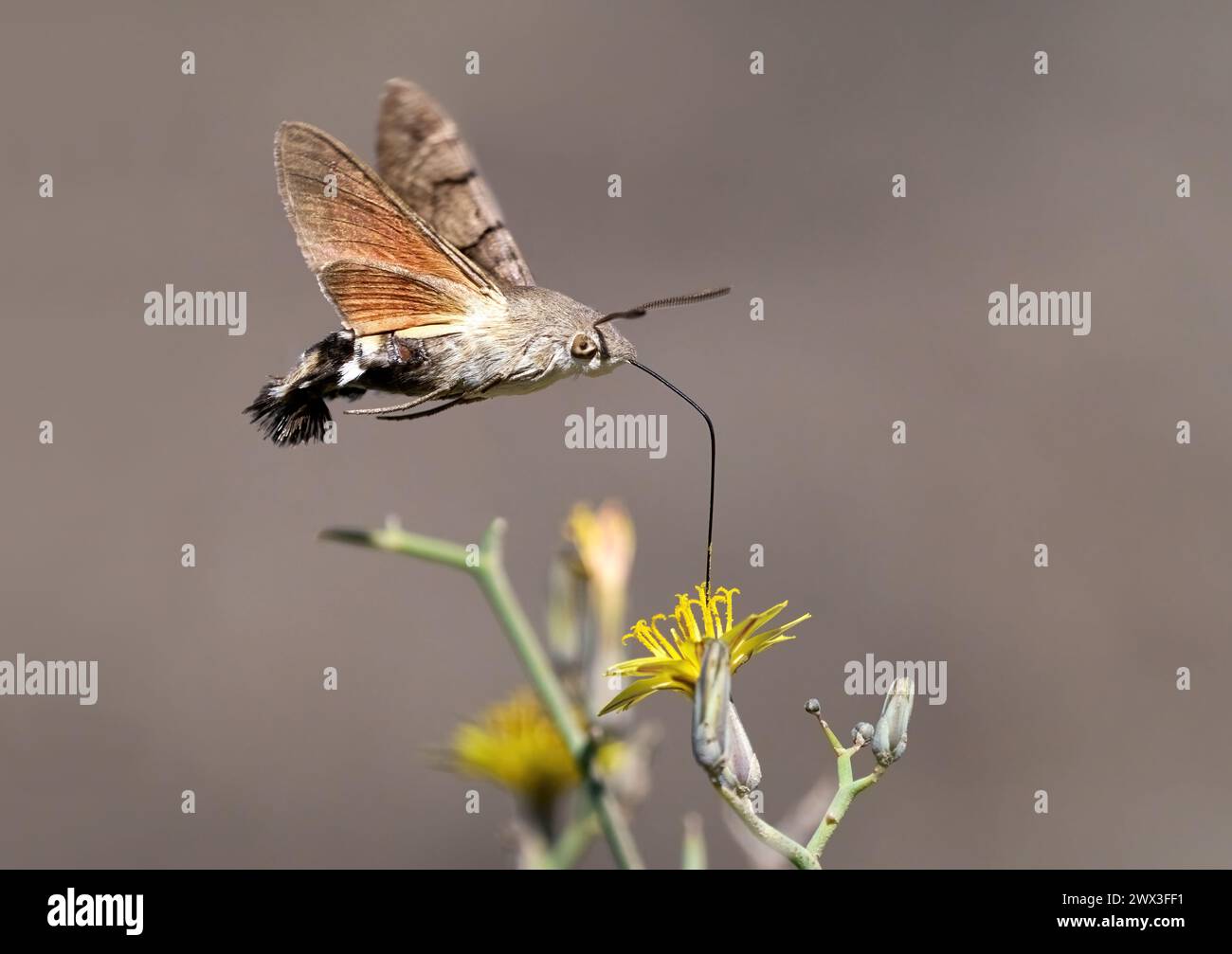Hummingbird hawk-moth (Macroglossum stellatarum) in flight sucks nectar from a flower of Launaea arborescens Stock Photo