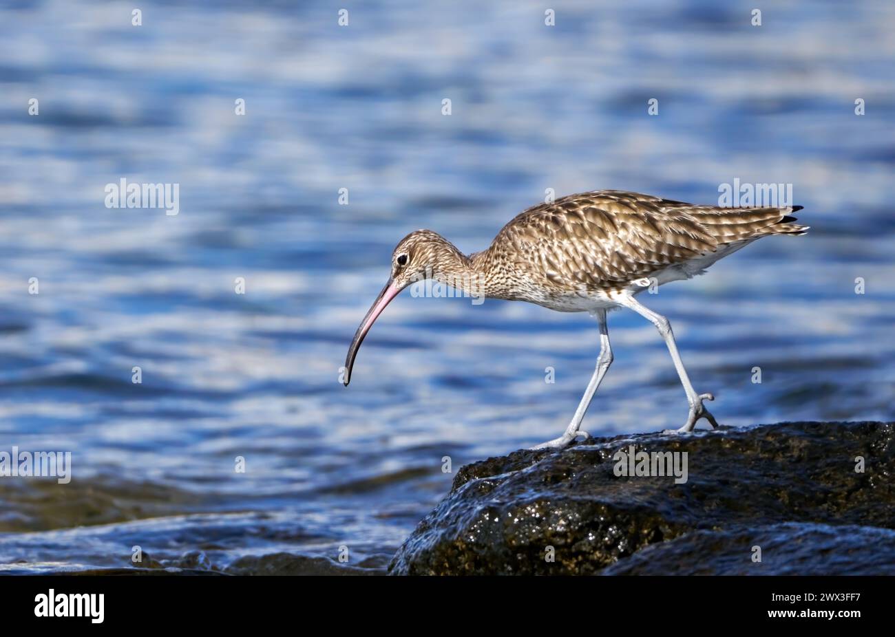 Eurasian whimbrel (Numenius phaeopus) looking for food on the coast of Lanzarote Stock Photo