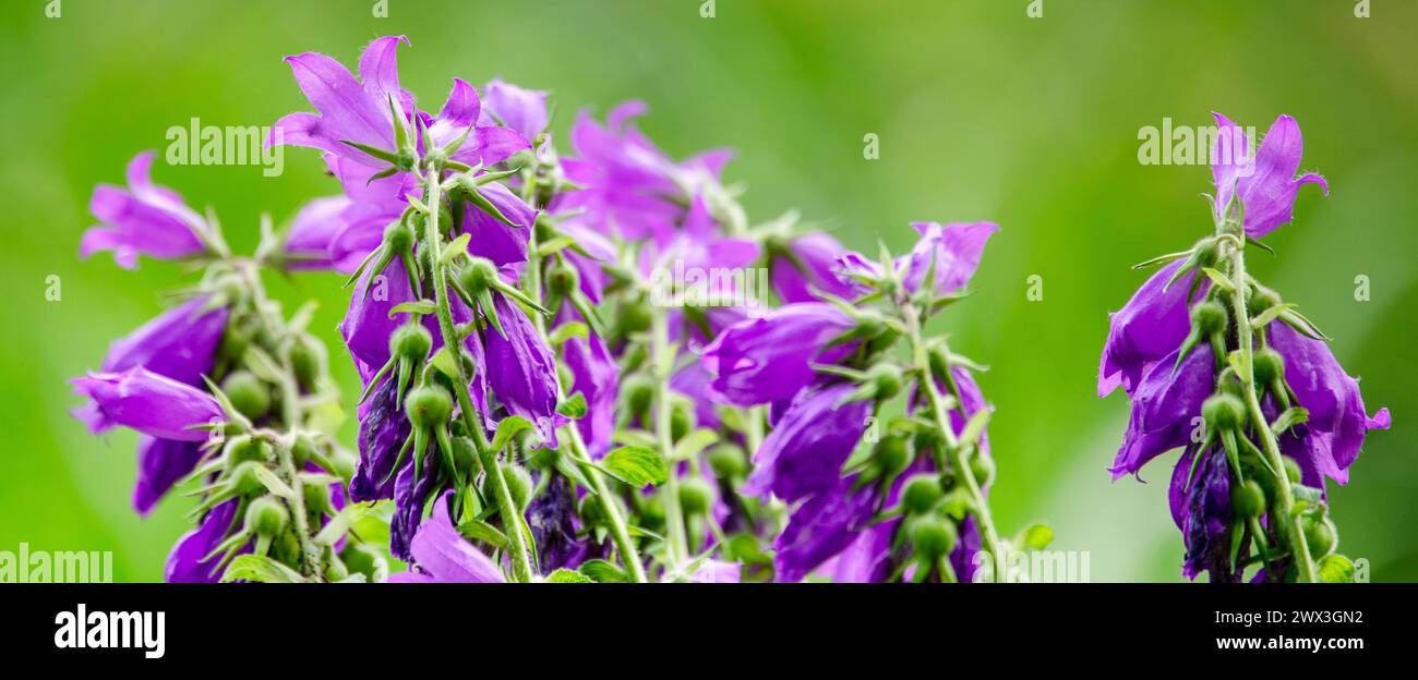 Serene Splendor: Bellflowers Bring Tranquility to the Landscape Stock Photo
