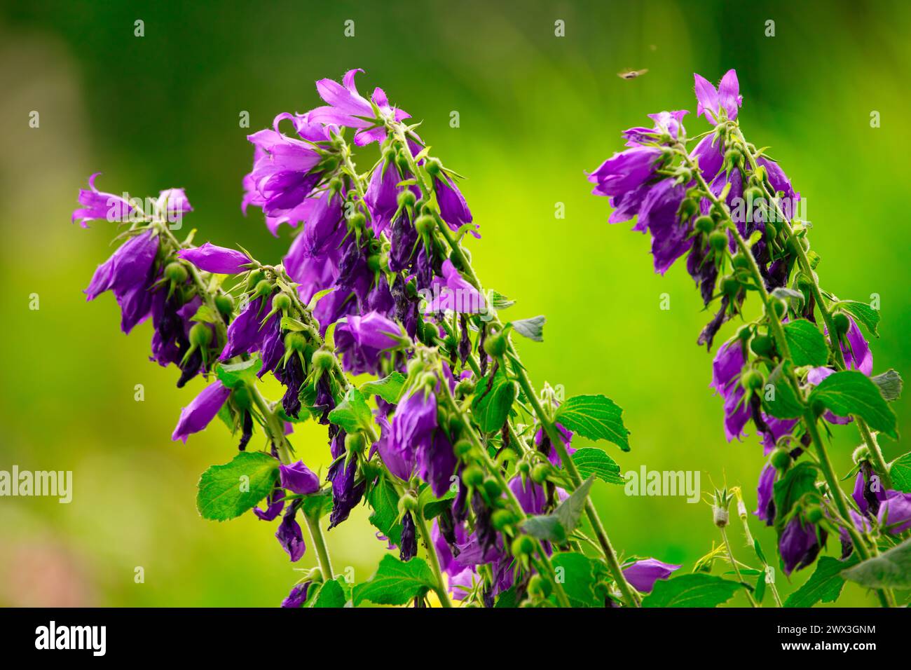 Ethereal Elegance: Bellflowers Cast a Spell of Beauty and Grace Stock Photo