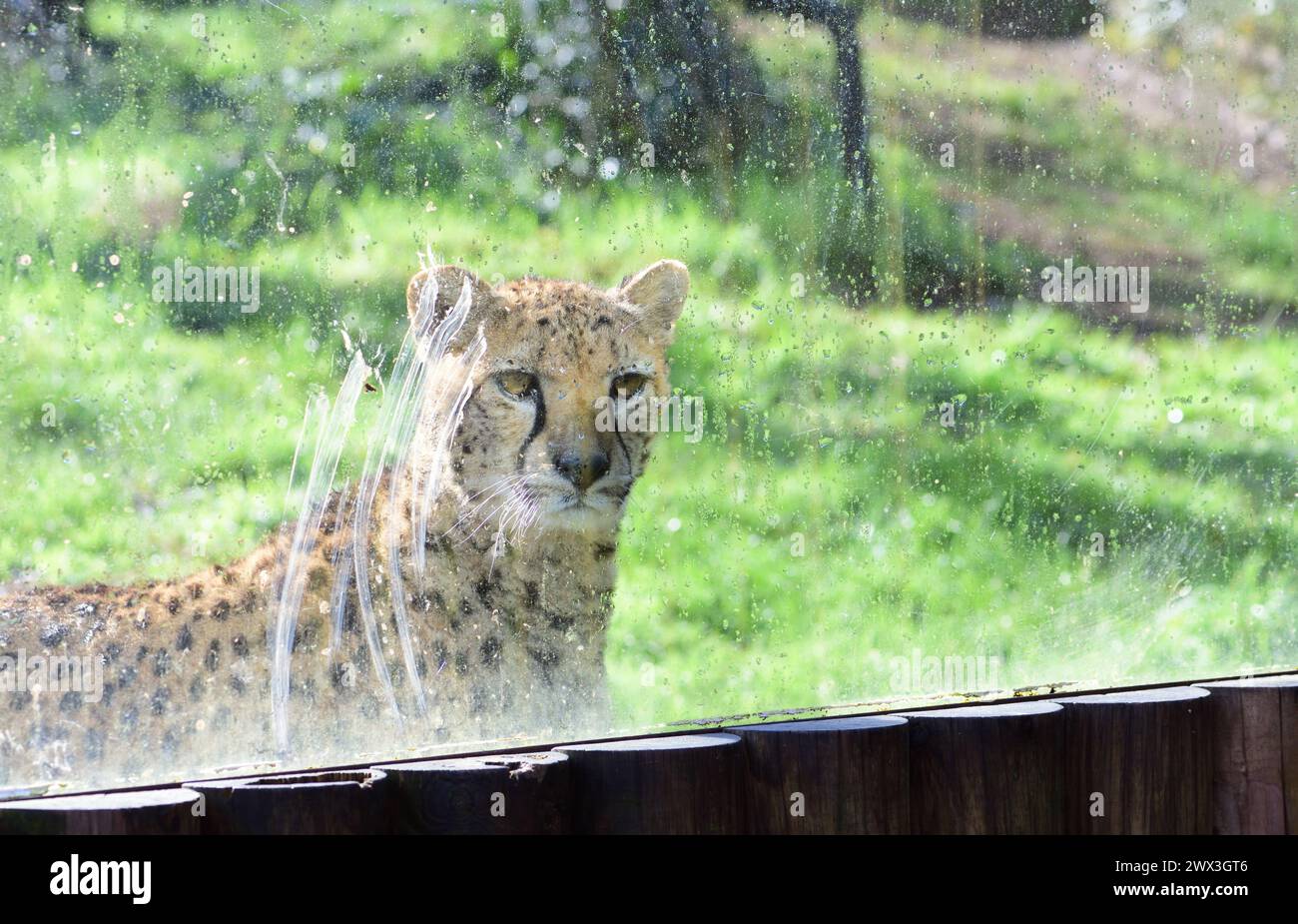 A cheetah looking through a dirty window in its enclosure at Paignton Zoo. Stock Photo