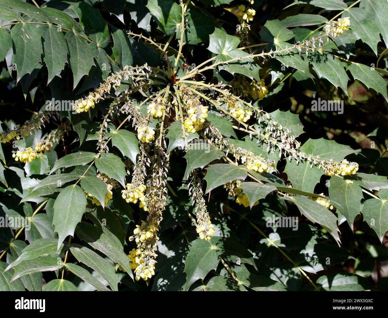 leatherleaf mahonia, Beale's barberry, Beals Mahonie, Berberis bealei, törzses mahónia, Hungary, Magyarország, Europe Stock Photo