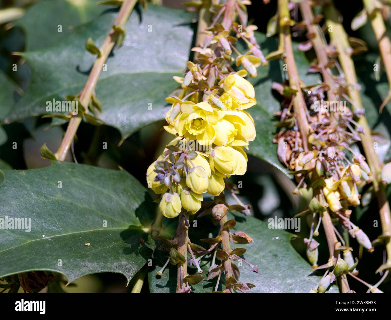 leatherleaf mahonia, Beale's barberry, Beals Mahonie, Berberis bealei, törzses mahónia, Hungary, Magyarország, Europe Stock Photo