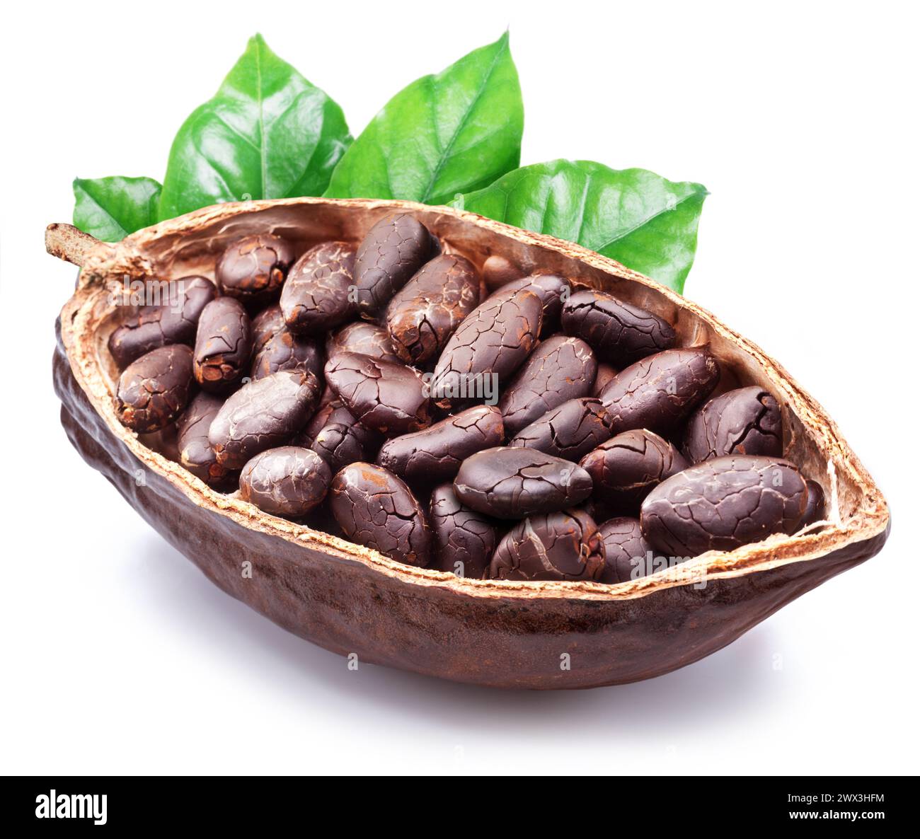 Dried cocoa beans in the half of cocoa pod isolated on white background ...