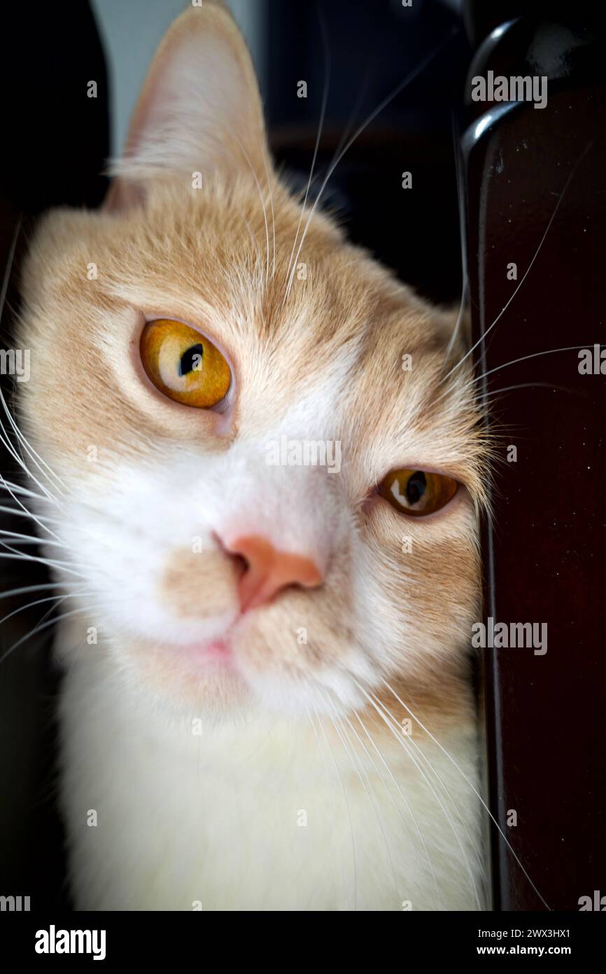 Close up view of a cat's face Stock Photo