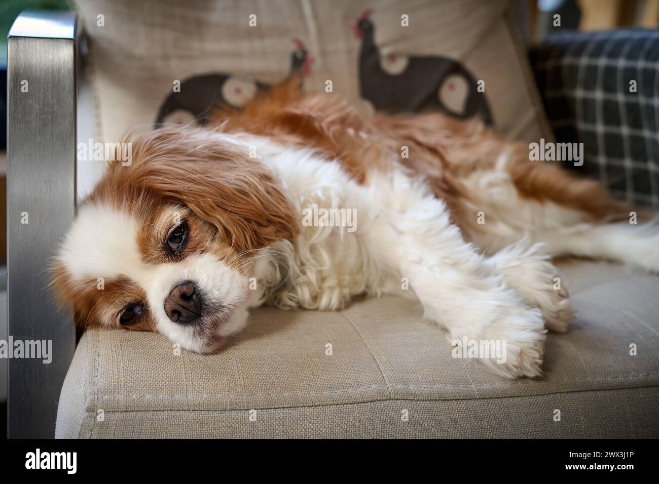 cavalier king charles spaniel Stock Photo