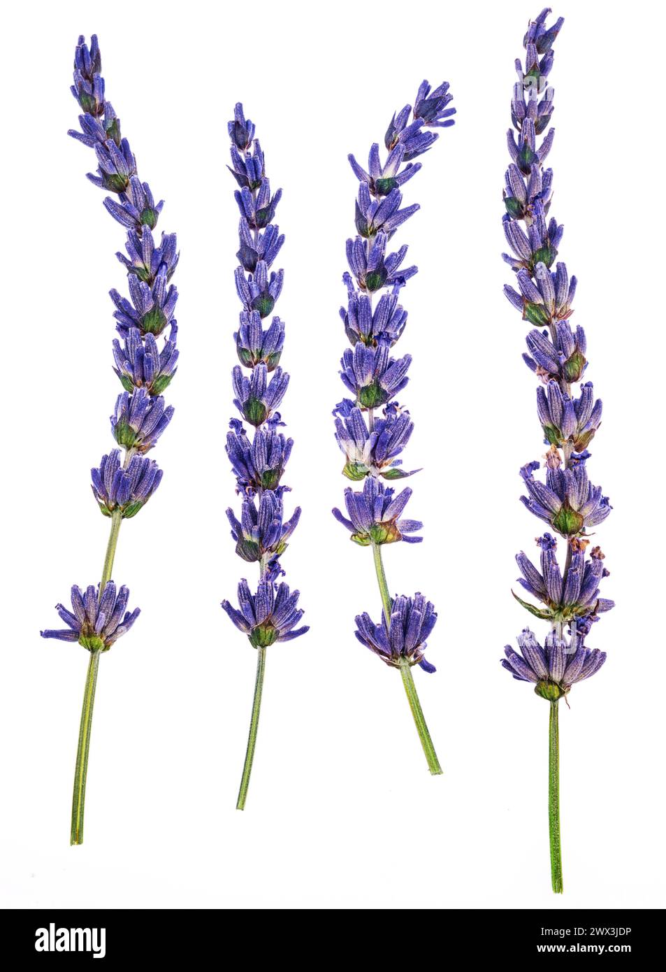 Lavender flowers close up isolated on white background Stock Photo - Alamy
