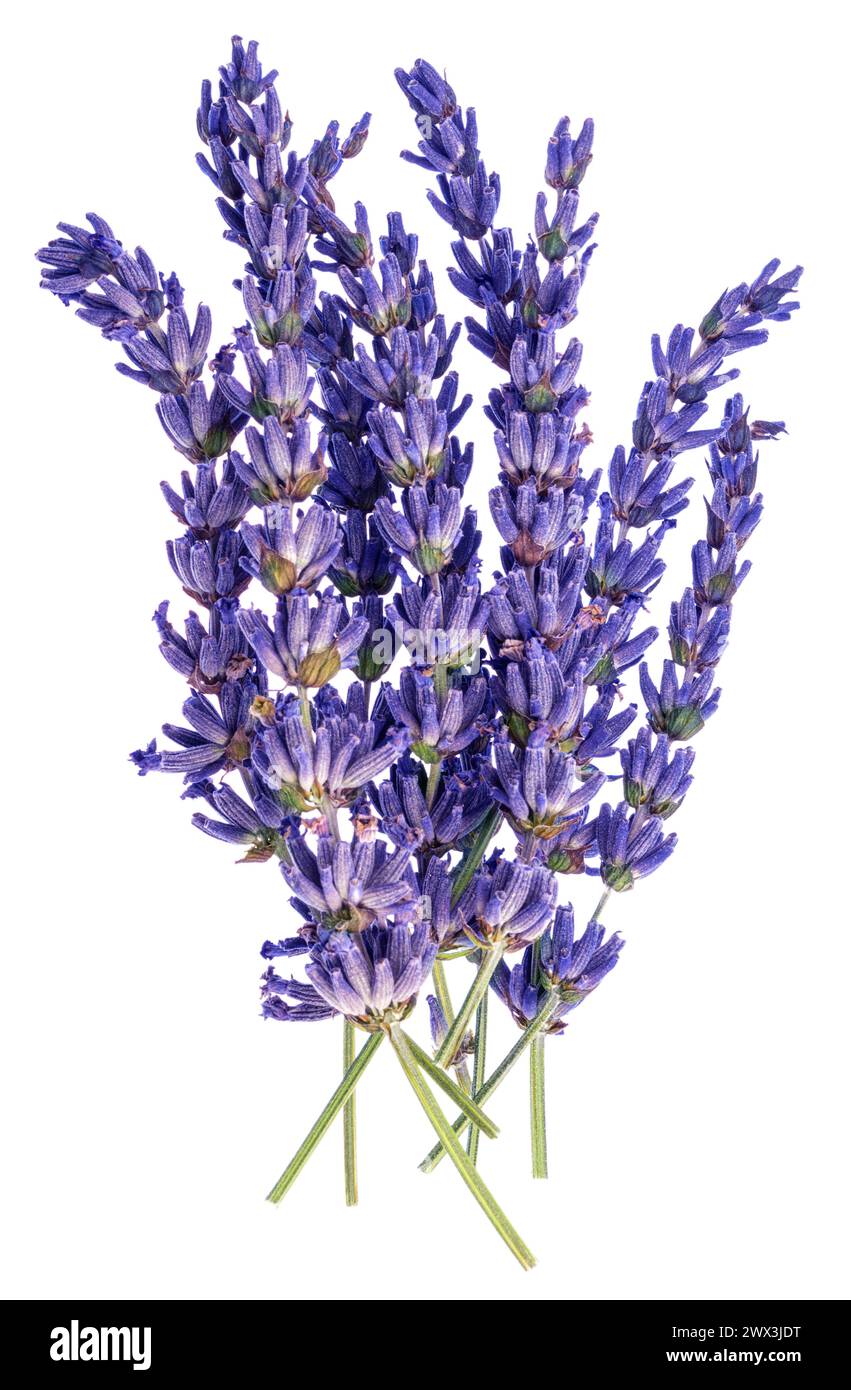 Lavender flowers close up isolated on white background Stock Photo - Alamy