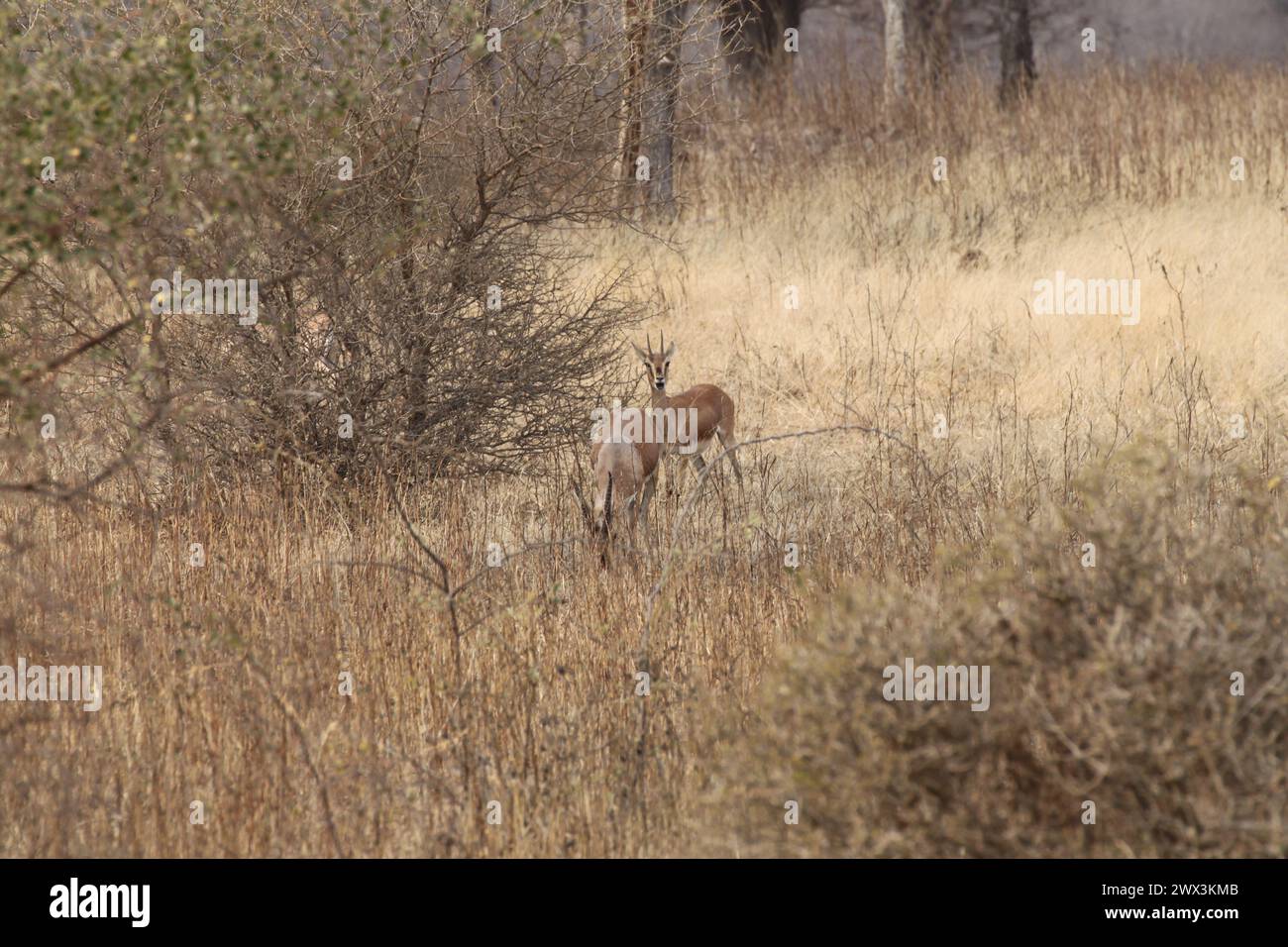 Chinkara or Indian gazelle at ranthambore national park, India Stock Photo