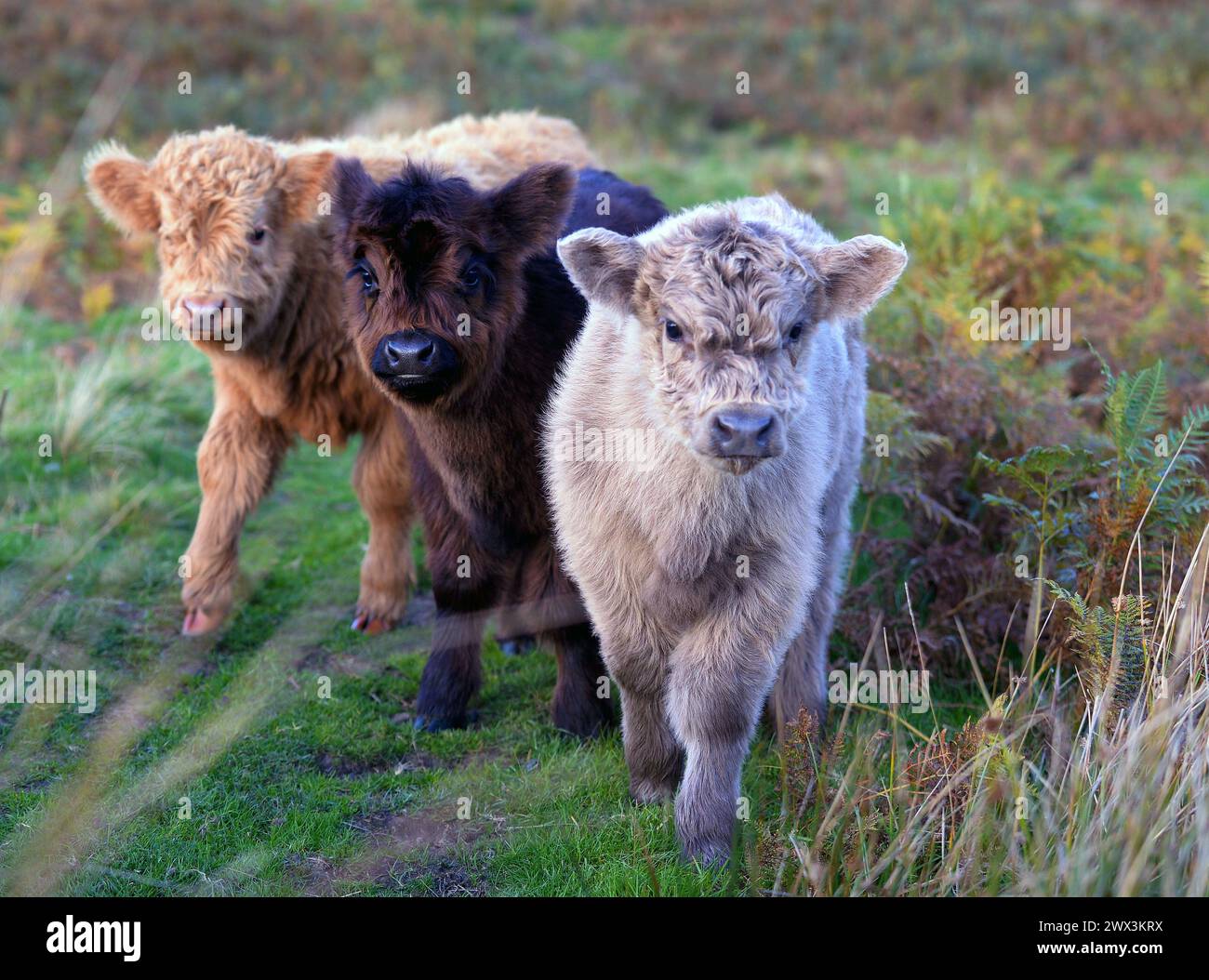Highland Cows and their young photographed near Kirkland in the Northern Pennines, Cumbria.The Highland is a traditional breed of Western Scotland. Stock Photo