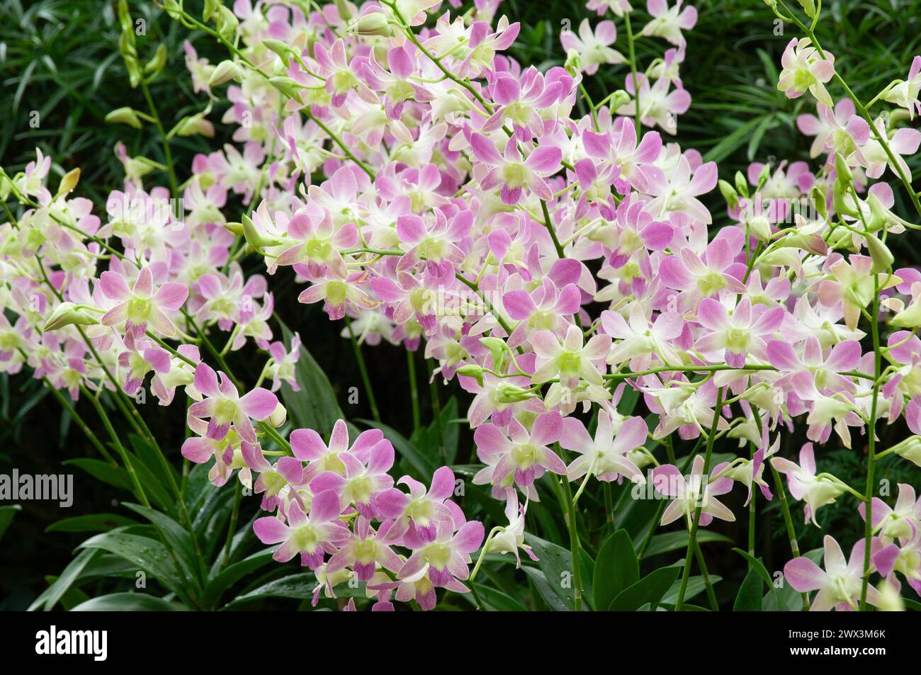 Dendrobium concham x dendrobium lasianthera hires stock photography