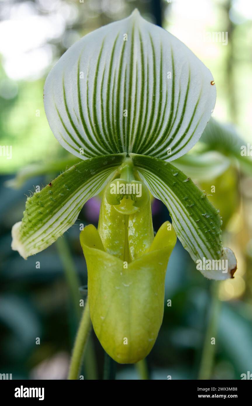 Orchid, Lawrences Paphiopedilum, Paphiopedilum lawrenceanum, Singapore Botanic Gardens, Singapore, South East Asia Stock Photo