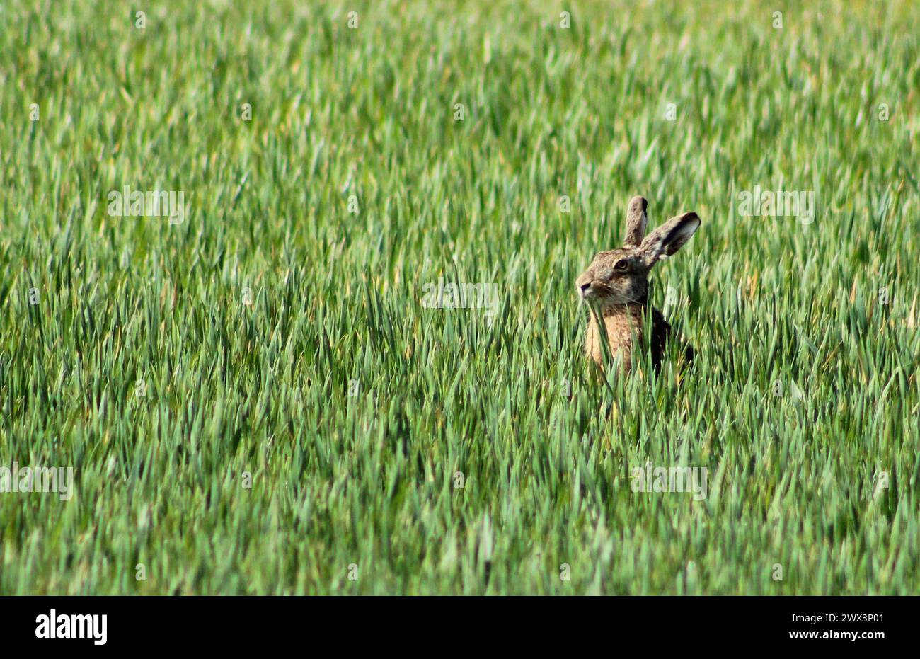 The European (brown) hare (Lepus europaeus) grazing in a field of young grain near Mochov near Prague, Czech Republic, March 26, 2024. (CTK Photo/Milo Stock Photo