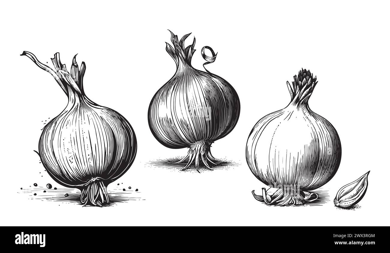 Ink sketch of onion isolated on white background. Hand drawn vector illustration. Retro style. Stock Vector