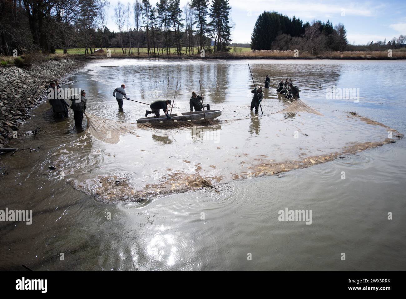 Svebohy, Horni Stropnice. 27th Mar, 2024. Fishermen during a spring traditional fish haul of the Kralovsky (Royal) pond, in Svebohy, Horni Stropnice, Czech Republic, March 27, 2024. Credit: Vaclav Pancer/CTK Photo/Alamy Live News Stock Photo