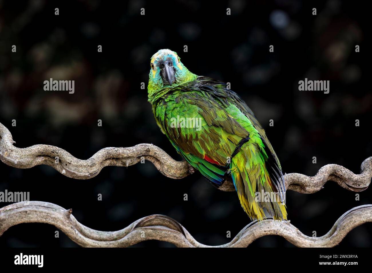 Blue-fronted Amazon Parrot, Amazona aestiva, sometimes called Turquiose-fronted Parrot, feathers ruffled, Pantanal, Mato Grosso, Brazil Stock Photo