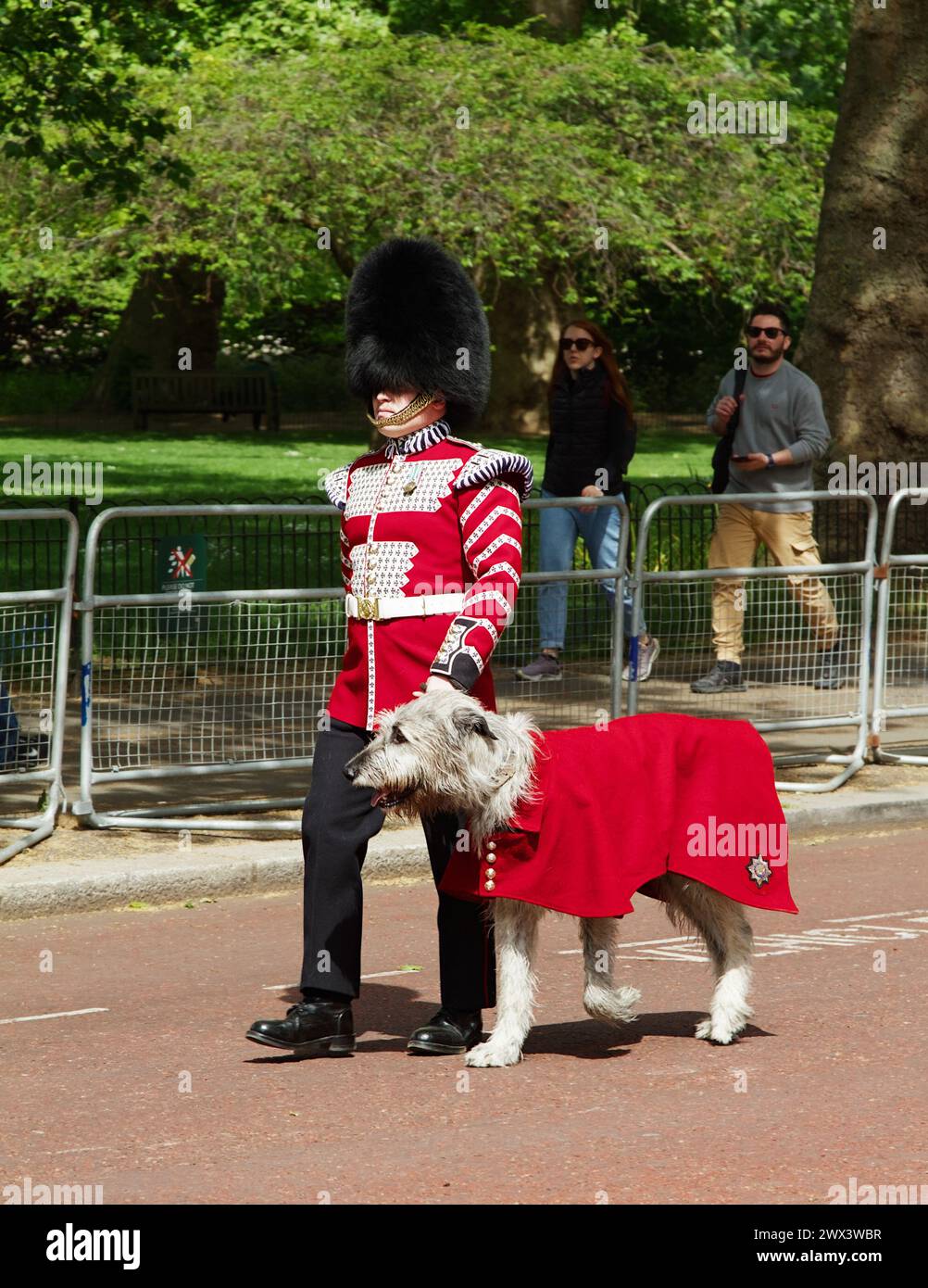 Irish Wolfhound Seamus, Turlough Mor, 17th Regimental Mascot Of The ...