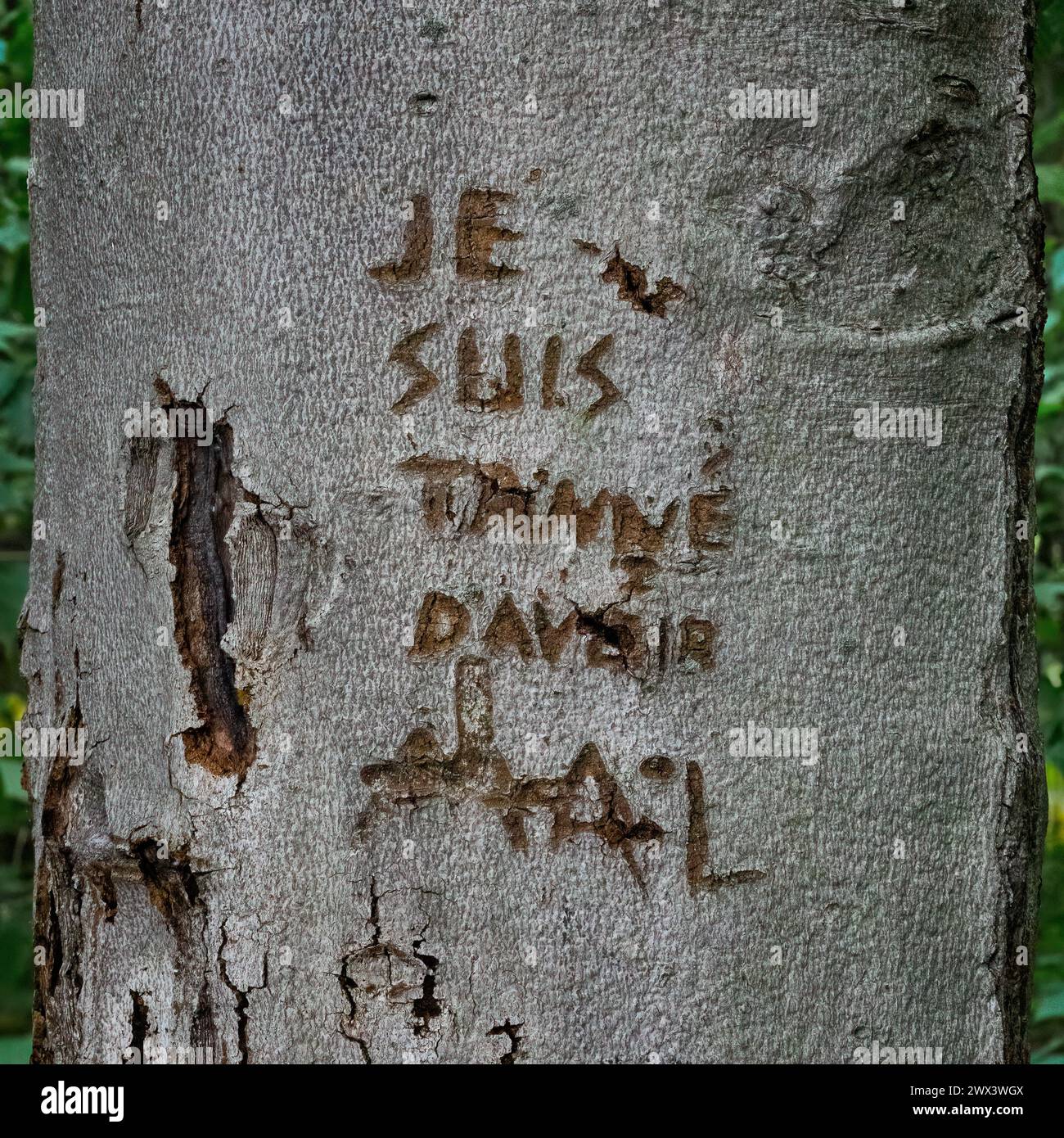 Bark of a tree with carved soul pain inscription in french Stock Photo
