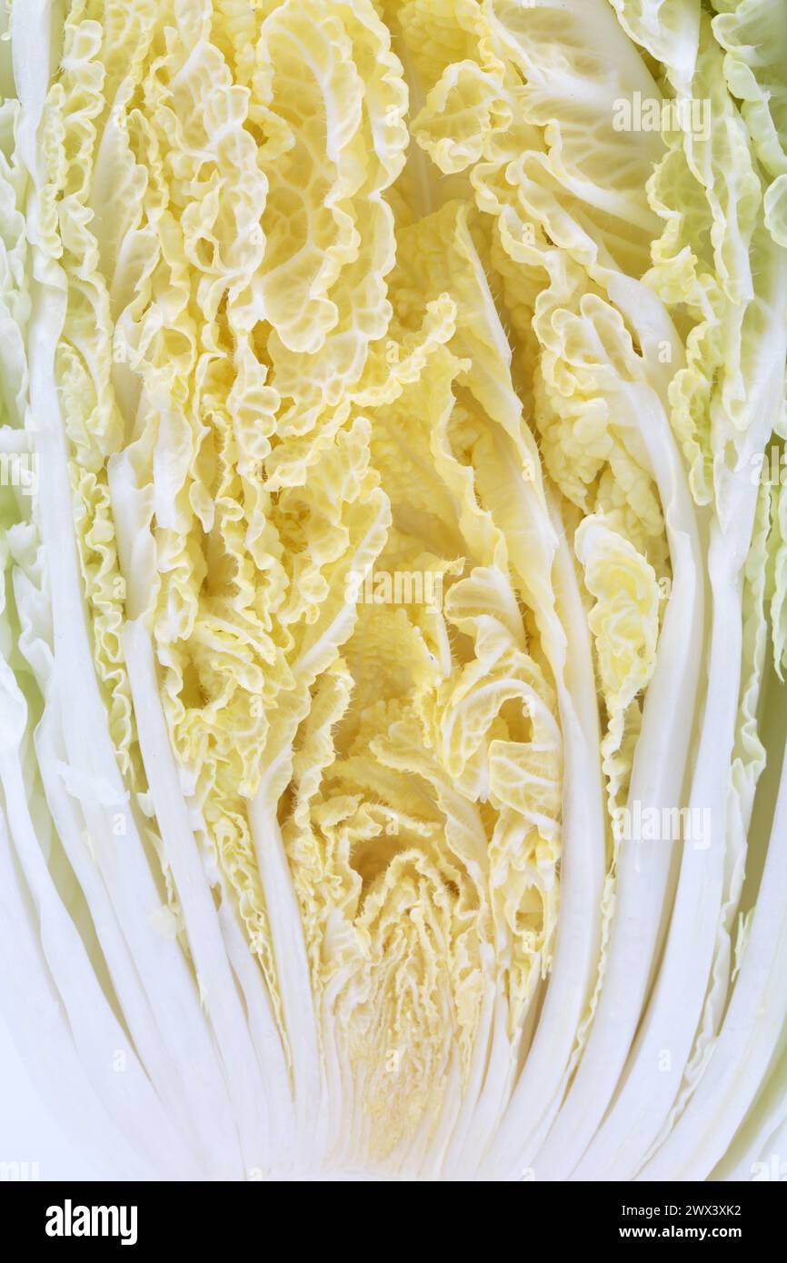 A crosssection of Napa cabbage. It is occupies the entire surface of