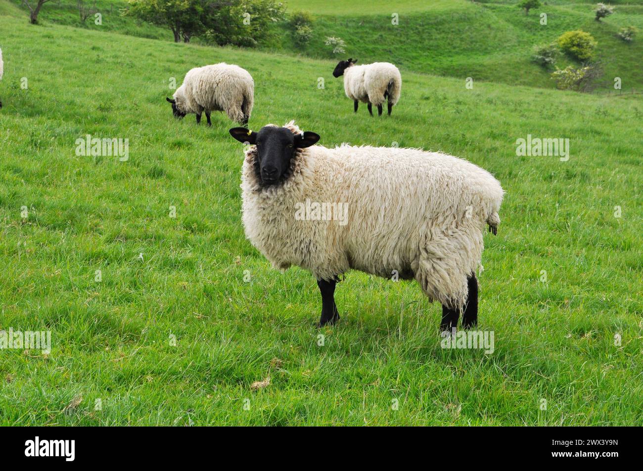Black faced sheep grazing on the slopes of the Iron Age hillfort defences at Bratton in Wiltshire.UK Stock Photo