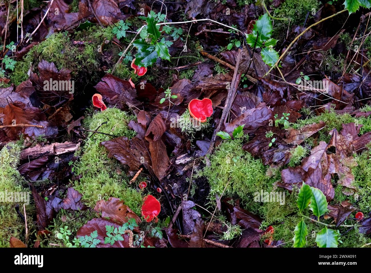 Scarlet Elf Cup or Scarlet Cup fungi growing on moss Sarcoscypha coccinea Stock Photo