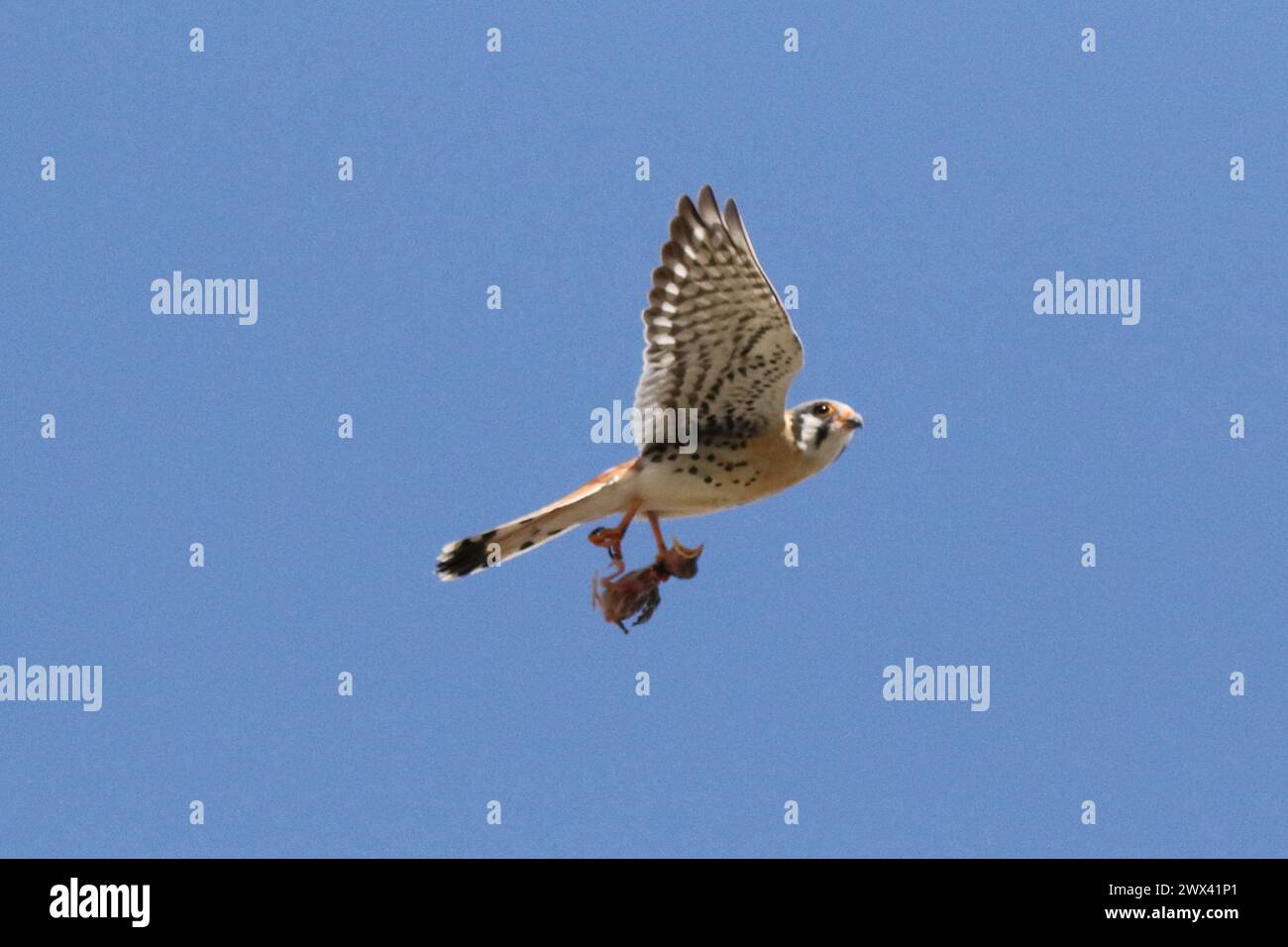 An American Kestrel takes off with a baby bird Stock Photo