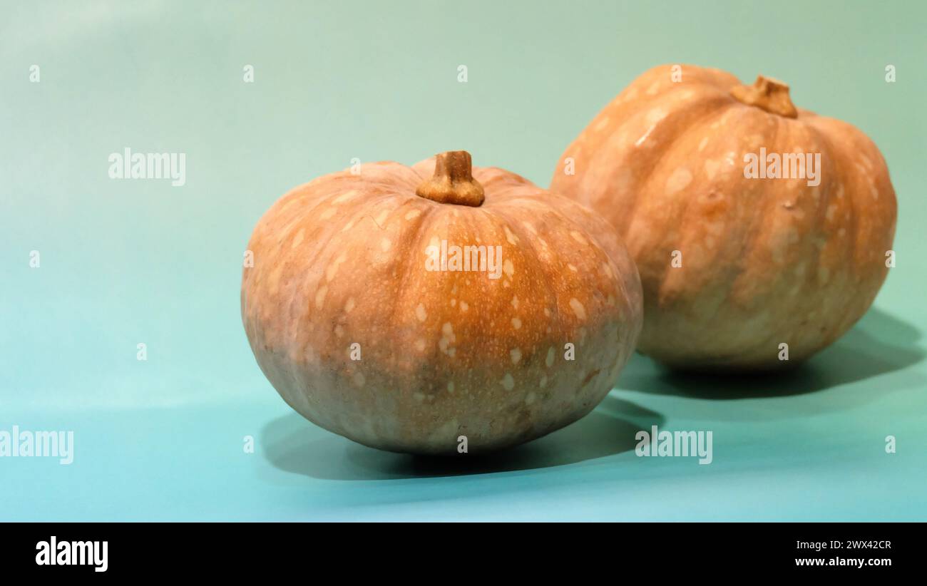 Two small pumpkins with bluish green background. With copy space on the left. Stock Photo